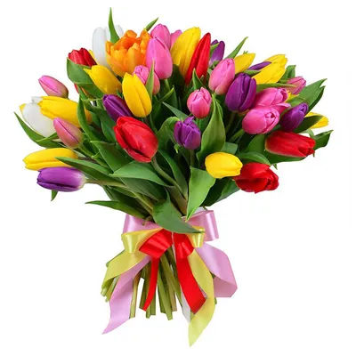 Букет тюльпанов \"Фуксия\" 25 B016 купить по цене 2550.00 руб. с доставкой по  Туле – интернет-магазин «Расцветочка»