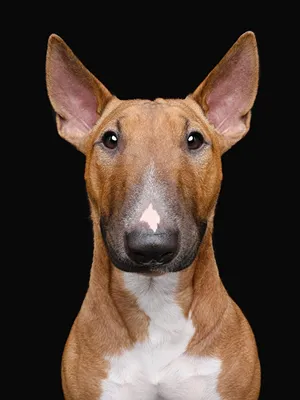Американский терьер смешно красивого щенка портрета номера-студио Light-  синий фон, крупным планом Стоковое Фото - изображение насчитывающей  млекопитающее, потеха: 197871362