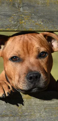 Бультерьер - «Это самая преданная собака в мире» | отзывы