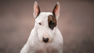 Бультерьер - описание породы собак: характер, особенности поведения,  размер, отзывы и фото - Питомцы Mail.ru