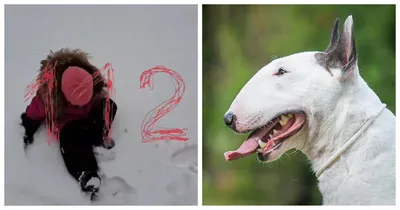 белый бультерьер лежит на земле снаружи, фото американского бультерьера,  собака, животное фон картинки и Фото для бесплатной загрузки