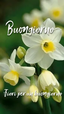 Pin di Susanna Gatto su Buongiorno | Buongiorno, Fiori