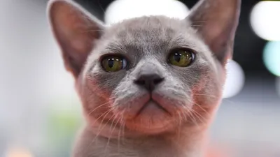 Бурманская кошка: описание породы, характер, фото и стоимость котят