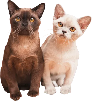 ПИТОМНИК \"BEAUTY ALLIANCE\". Бурманские коты и кошки