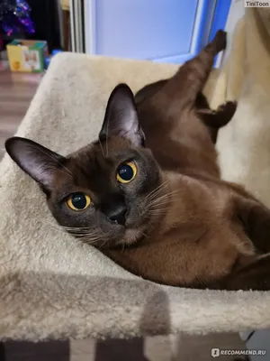 Бурманская Кошка, Burmese cat