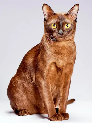 Бурманская кошка\" | Пикабу