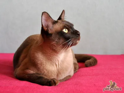 Бурманская кошка: история, стандарты, характер, содержание | ЗооПассаж |  Дзен