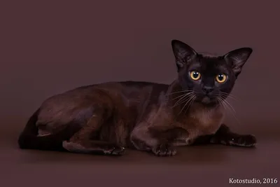 Европейская бурманская кошка: описание с фото и видео | Pet7