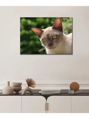 Бурманская кошка: фото, характер, описание породы | WHISKAS®