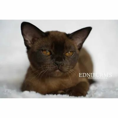 Европейская бурманская (Породы кошек) Энциклопедия о животных EGIDA.BY