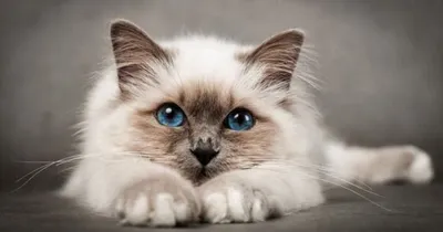 Бурманская кошка с котятами+мягкий …» — создано в Шедевруме