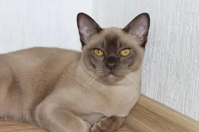 Бурманская кошка: развернутое описание с фото и видео | Pet7