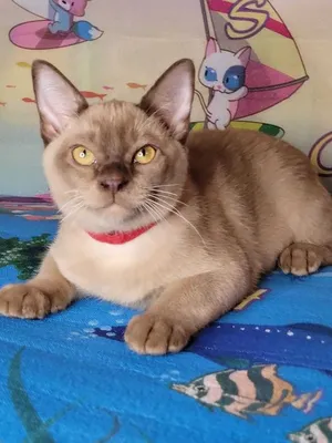 Европейская бурманская кошка - «Суровый вид, но доброе и очень преданное  животное» | отзывы