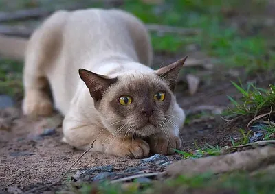 Бирманская кошка - описание породы, характер и уход — online.ua