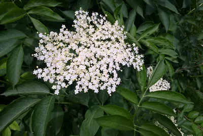 Бузина черная Variegata - Бузина - GardenPlants