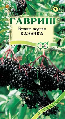 Бузина черная Аурея (Sumbucus nigra Aurea)