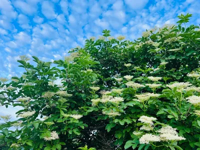 Бузина черная Sambucus nigra Madonna - Diamond Garden