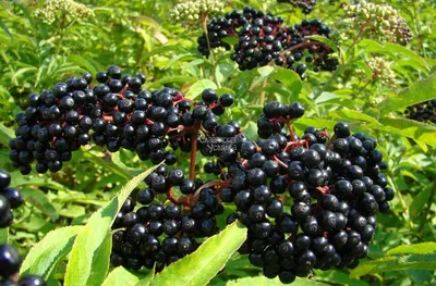 Sambucus nigra 'Black Lace', Бузина черная 'Блэк Лейс'|landshaft.info