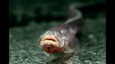 Бородатый червячный бычок: Выживет в воде, на земле, под землёй. Эта  странная рыба походит на личинку Чужого | Пикабу