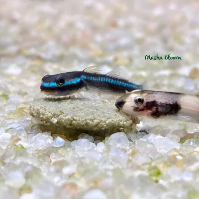 Бычок радужный - Rhinogobius sp. (M)