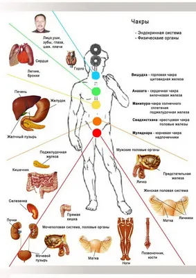 Чакры и соответствующие им органы физического тела | Чакры, Чакра,  Медитация для чакр