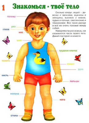 РАЗВИТИЕ РЕБЕНКА: Части тела Человека