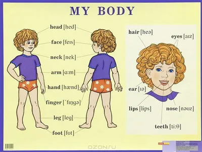 Части тела человека картинки для детей » Прикольные картинки: скачать  бесплатно на рабочий стол