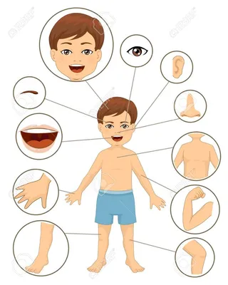 Резултат с изображение за „five senses flashcard printable“ | Body parts  for kids, Body part drawing, Body parts preschool