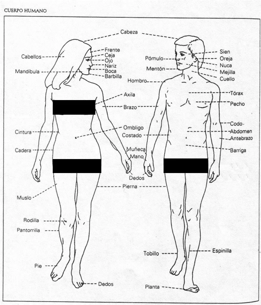 Части тела человека. Название частей тела. ЧАСТЕТЕЛА человека. Название человеческих частей тела.