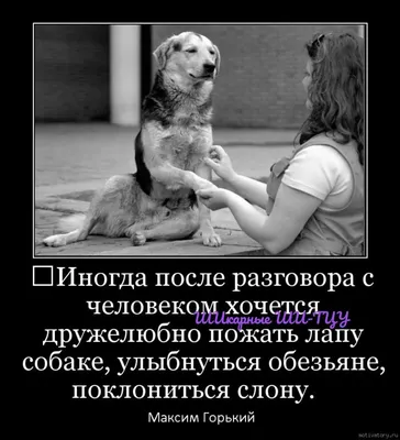 КП Побутовик - Чем больше узнаю людей, Тем больше нравятся собаки. Они  честней, они добрей, По пустякам не лезут в драки. Не лгут, не пьют, не  предают, Не обижают так беспечно, И