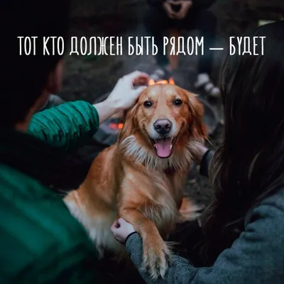 Я Люблю Собак - I Love Dogs... - Я Люблю Собак - I Love Dogs