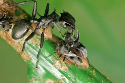 Гибрид муравей + черепаха» — создано в Шедевруме