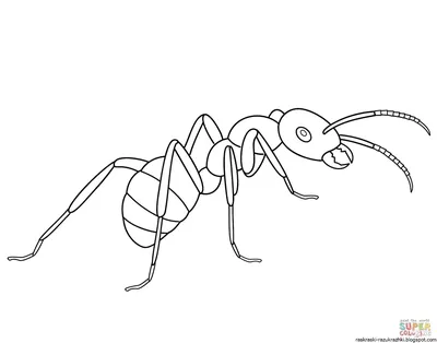Картинки муравья вопросика и мудрой черепахи (20 картинок) - Pichold