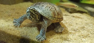 Муравей 🐜 и черепаха 🐢 | Полемик | Дзен