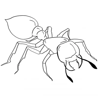 Как нарисовать муравья и черепаху карандашом (63 фото) - легкие  мастер-классы для начинающих