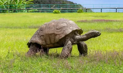 Знаменитая зеленая черепаха по кличке Боб оказалась самкой: Звери: Из  жизни: Lenta.ru