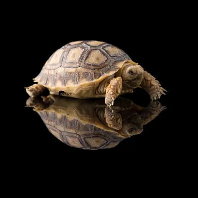 190-летний юбилей самой старой черепахи в мире отметили на острове Святой  Елены | bobruisk.ru