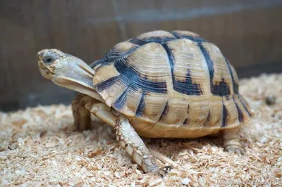 Шпороносная черепаха купить в Москве по выгодной цене в зоомагазине  «Panteric»