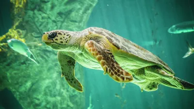 Угольная черепаха (Chelonoidis carbonaria) купить в Москве по цене в  интернет-магазине ExoLife