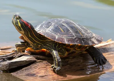 В Испании пруд одного из парков захватили необычные черепахи - РИА Новости,  09.10.2020