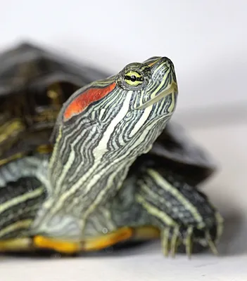 Столетнюю черепаху, спасшую от вымирания свой вид, выпустили на волю - РИА  Новости, 16.06.2020