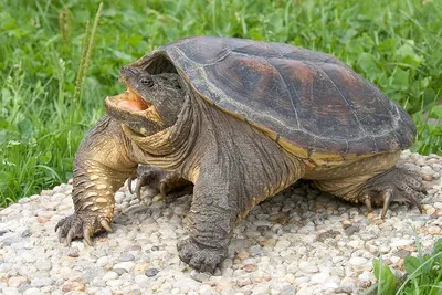 Средиземноморская черепаха — Википедия