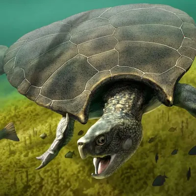 Сухопутная черепаха — Зоопарк Садгород