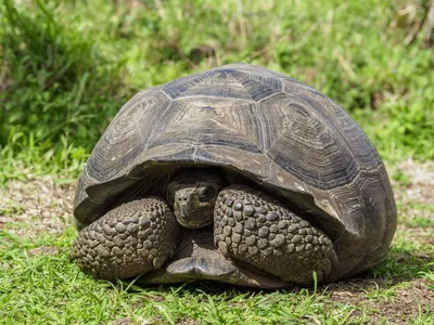 Древняя гигантская черепаха с рогатым панцирем найдена в Венесуэле - РИА  Новости, 13.02.2020