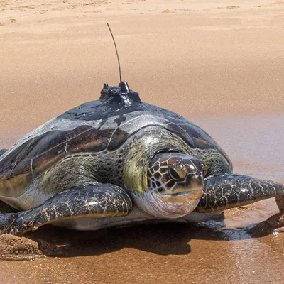Впервые за 100 лет обнаружена считающаяся исчезнувшей редкая черепаха:  Наука: Наука и техника: Lenta.ru