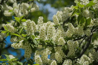 Черёмуха виргинская (Padus virginiana) | Ракита. Питомник растений