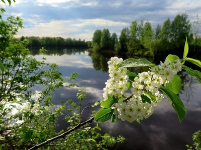 Черемухи самый цвет. ФотоКaмчатка — Камчатка в фотографиях.