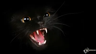 Почему у черных кошек есть белые \"пятнышки\"