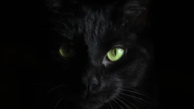Фото: Черная Пантера (Black Panther) | Фото 15