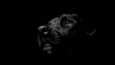 Скачать 1920x1080 собака, черная, темный фон обои, картинки full hd, hdtv,  fhd, 1080p